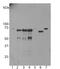 Ubiquilin 2 antibody, MBS415251, MyBioSource, Western Blot image 