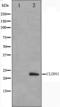 Claudin 1 antibody, orb224433, Biorbyt, Western Blot image 
