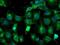 Tubulin Alpha Like 3 antibody, NBP2-01476, Novus Biologicals, Immunofluorescence image 