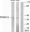 PR/SET Domain 12 antibody, LS-C119264, Lifespan Biosciences, Western Blot image 