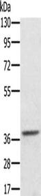 Aldo-Keto Reductase Family 1 Member C4 antibody, CSB-PA263631, Cusabio, Western Blot image 