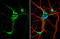 G Protein-Coupled Estrogen Receptor 1 antibody, GTX107748, GeneTex, Immunocytochemistry image 