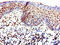 WAS antibody, CSB-PA025967LA01HU, Cusabio, Immunohistochemistry frozen image 