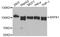 SRSF Protein Kinase 1 antibody, A12510, ABclonal Technology, Western Blot image 