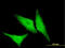 Heat Shock Protein Family B (Small) Member 1 antibody, LS-C197469, Lifespan Biosciences, Immunofluorescence image 