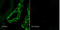 Sodium Channel Epithelial 1 Beta Subunit antibody, LS-C230331, Lifespan Biosciences, Immunofluorescence image 