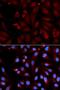 Monoamine Oxidase B antibody, orb48446, Biorbyt, Immunofluorescence image 