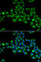 Cytoglobin antibody, 15-400, ProSci, Immunofluorescence image 