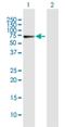 Cryptochrome Circadian Regulator 1 antibody, H00001407-B01P, Novus Biologicals, Western Blot image 