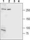 Inositol 1,4,5-Trisphosphate Receptor Type 2 antibody, TA328768, Origene, Western Blot image 