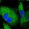 Serpin Family I Member 1 antibody, HPA001565, Atlas Antibodies, Immunofluorescence image 