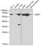 Macrophage Scavenger Receptor 1 antibody, 18-388, ProSci, Western Blot image 