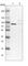 Large 60S Subunit Nuclear Export GTPase 1 antibody, HPA037704, Atlas Antibodies, Western Blot image 