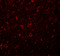 Synaptogyrin 4 antibody, 5569, ProSci Inc, Immunofluorescence image 