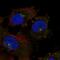 C1q And TNF Related 2 antibody, HPA061290, Atlas Antibodies, Immunofluorescence image 