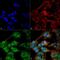 Autophagy Related 9B antibody, PA5-77776, Invitrogen Antibodies, Immunofluorescence image 