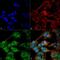 Autophagy Related 9B antibody, PA5-77776, Invitrogen Antibodies, Immunofluorescence image 