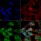 Autophagy Related 9B antibody, LS-C775708, Lifespan Biosciences, Immunocytochemistry image 