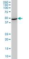 Heat Shock Protein Family A (Hsp70) Member 13 antibody, H00006782-M02, Novus Biologicals, Western Blot image 