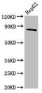 MTSS I-BAR Domain Containing 1 antibody, LS-C680904, Lifespan Biosciences, Western Blot image 