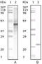 Apolipoprotein A-V antibody, abx010416, Abbexa, Enzyme Linked Immunosorbent Assay image 