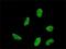 Homeobox A5 antibody, H00003202-M04, Novus Biologicals, Immunofluorescence image 