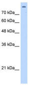 Matrin 3 antibody, TA343884, Origene, Western Blot image 