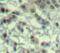 Aurora Kinase A antibody, MBS128323, MyBioSource, Immunohistochemistry paraffin image 