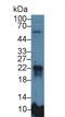 Microfibril Associated Protein 5 antibody, LS-C295365, Lifespan Biosciences, Western Blot image 