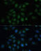 CAMP Responsive Element Binding Protein 1 antibody, 14-218, ProSci, Immunofluorescence image 