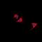 Trafficking Regulator Of GLUT4 (SLC2A4) 1 antibody, orb315736, Biorbyt, Immunofluorescence image 
