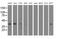 SH3 Domain Containing GRB2 Like 1, Endophilin A2 antibody, MA5-25193, Invitrogen Antibodies, Western Blot image 