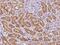 Proenkephalin-B antibody, 202940-T08, Sino Biological, Immunohistochemistry paraffin image 