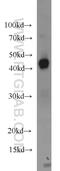 Indoleamine 2,3-Dioxygenase 1 antibody, 13268-1-AP, Proteintech Group, Western Blot image 