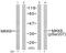 Mitogen-Activated Protein Kinase Kinase 3 antibody, abx012552, Abbexa, Western Blot image 