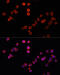 Mitochondrial E3 Ubiquitin Protein Ligase 1 antibody, 14-804, ProSci, Immunofluorescence image 
