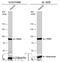 Ribosomal Protein S6 Kinase A3 antibody, GTX111049, GeneTex, Western Blot image 