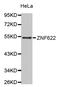 Zinc Finger Protein 622 antibody, abx002550, Abbexa, Western Blot image 