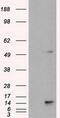 Transmembrane protein 100 antibody, GTX83509, GeneTex, Western Blot image 