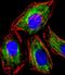 RAB3A, Member RAS Oncogene Family antibody, LS-B14834, Lifespan Biosciences, Immunofluorescence image 