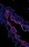 Transforming Growth Factor Beta 3 antibody, MBS395942, MyBioSource, Western Blot image 