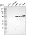 Thymidine Phosphorylase antibody, NBP2-55129, Novus Biologicals, Western Blot image 