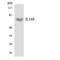 Interleukin 18 Receptor 1 antibody, LS-C292097, Lifespan Biosciences, Western Blot image 