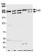 Carbamoyl-Phosphate Synthetase 2, Aspartate Transcarbamylase, And Dihydroorotase antibody, A301-374A, Bethyl Labs, Western Blot image 