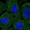 Synaptojanin 2 antibody, NBP1-87843, Novus Biologicals, Immunofluorescence image 