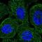 Synaptojanin-2 antibody, NBP1-87843, Novus Biologicals, Immunofluorescence image 