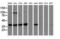 Mitogen-activated protein kinase 12 antibody, LS-C172517, Lifespan Biosciences, Western Blot image 