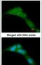 WW Domain Containing Oxidoreductase antibody, PA5-29701, Invitrogen Antibodies, Immunofluorescence image 