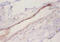 C-C Motif Chemokine Ligand 2 antibody, A51548-100, Epigentek, Immunohistochemistry paraffin image 