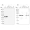 Proteasome 26S Subunit, Non-ATPase 7 antibody, NBP2-38780, Novus Biologicals, Western Blot image 